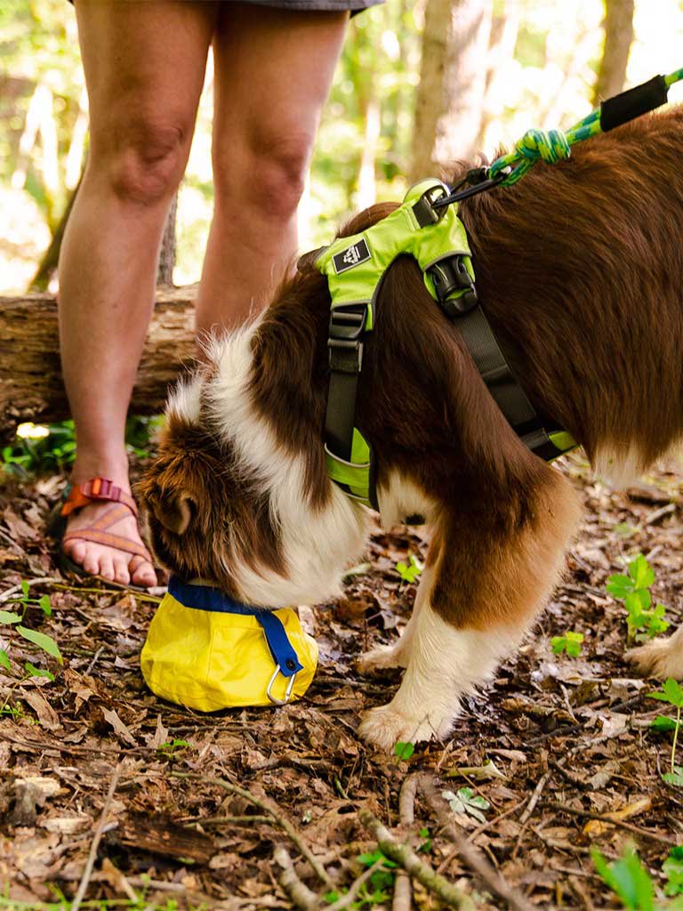 Gallatin Lightweight Collapsible Dog Bowl ギャラティン・軽量ドッグボウル / Alpha Pak