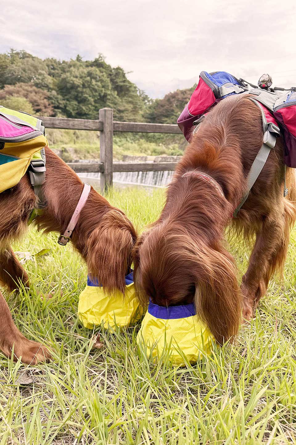 Gallatin Lightweight Collapsible Dog Bowl ギャラティン・軽量ドッグボウル / Alpha Pak