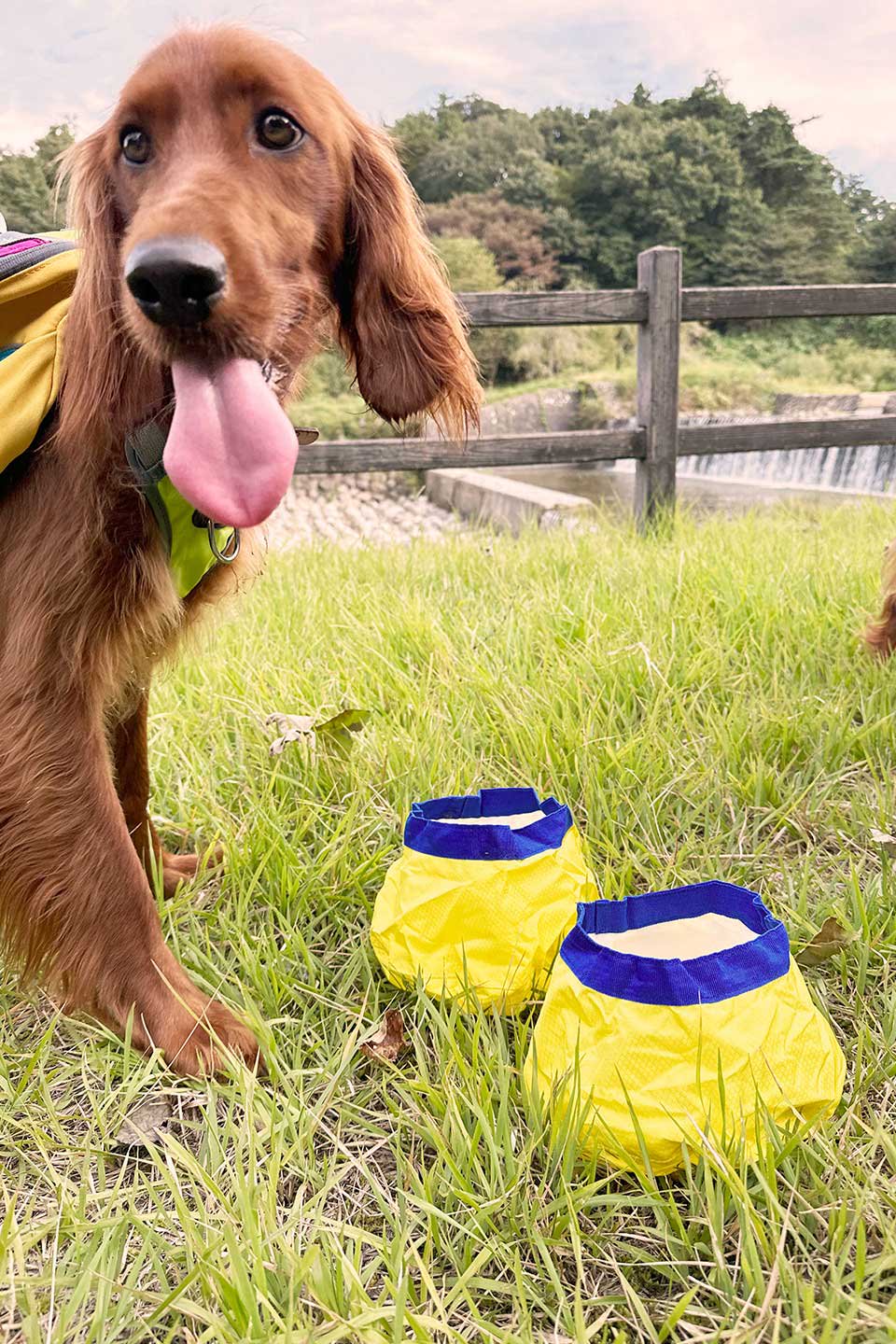 Gallatin Lightweight Collapsible Dog Bowl ギャラティン・軽量ドッグボウル / Alpha Pak