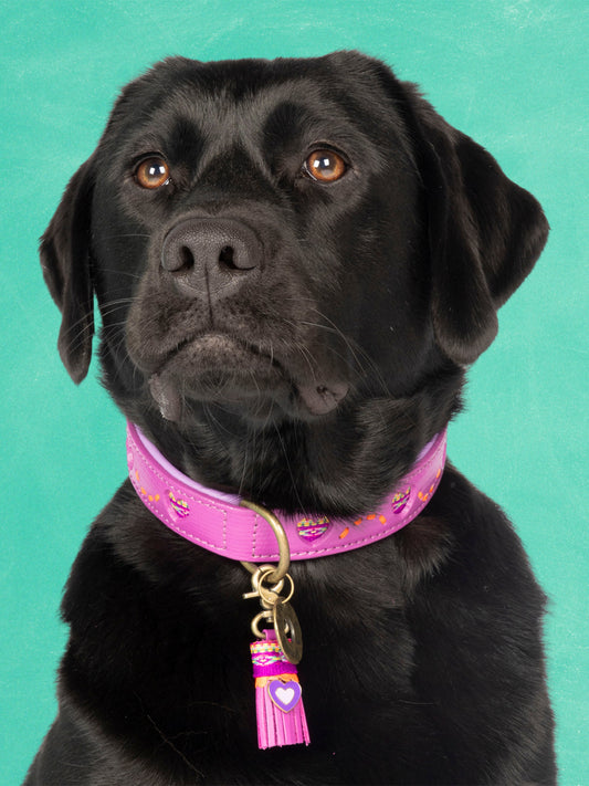 [Pre-order] Paddy Lee Dog Collar / DOG WITH A MISSION