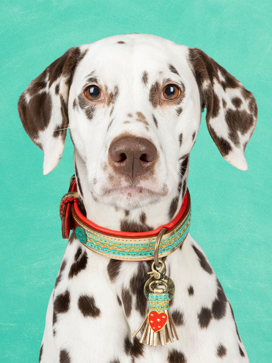 【予約】Coco Noël ココノエル・ドッグカラー / DOG WITH A MISSION