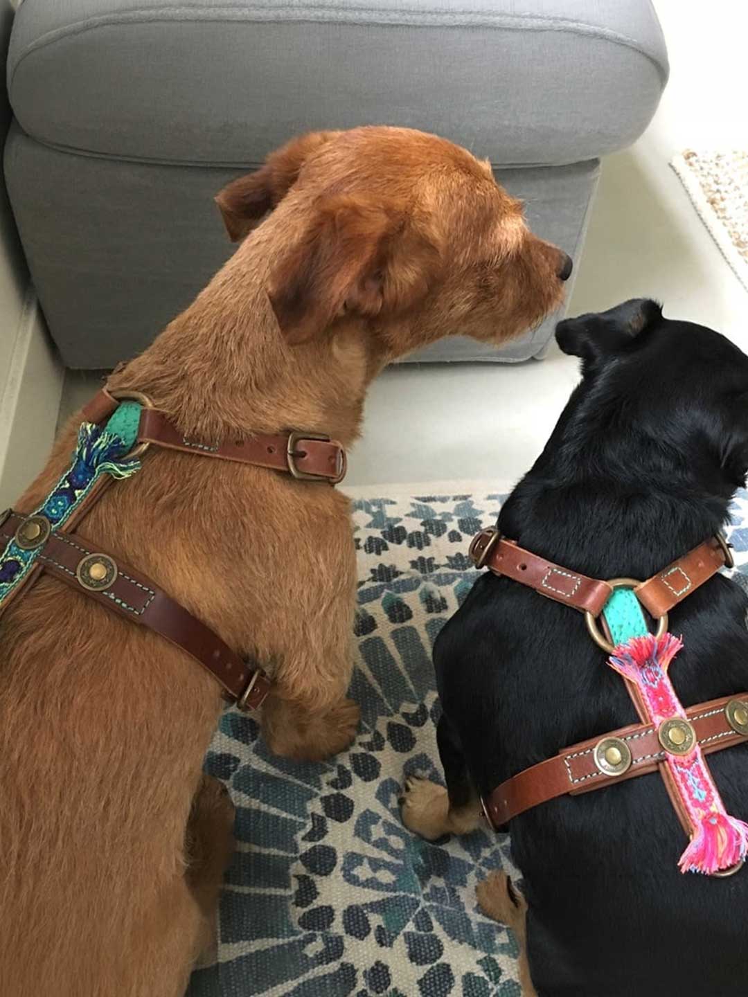 [Pre-order] Rock Dog Harness / DOG WITH A MISSION