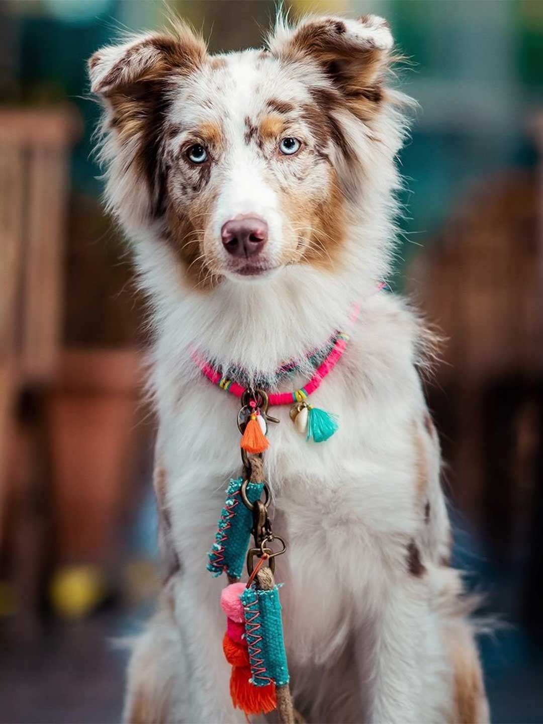 [Pre-order] Dog Necklace Bondi Beach / DOG WITH A MISSION
