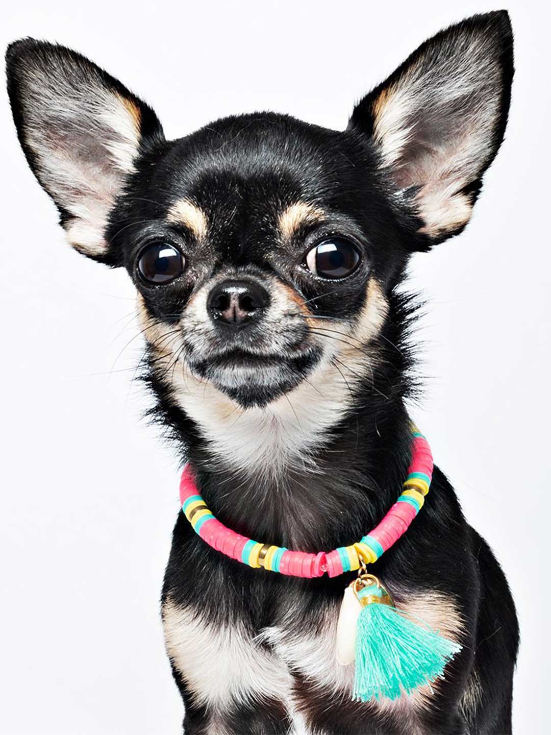 [Pre-order] Dog Necklace Bondi Beach / DOG WITH A MISSION