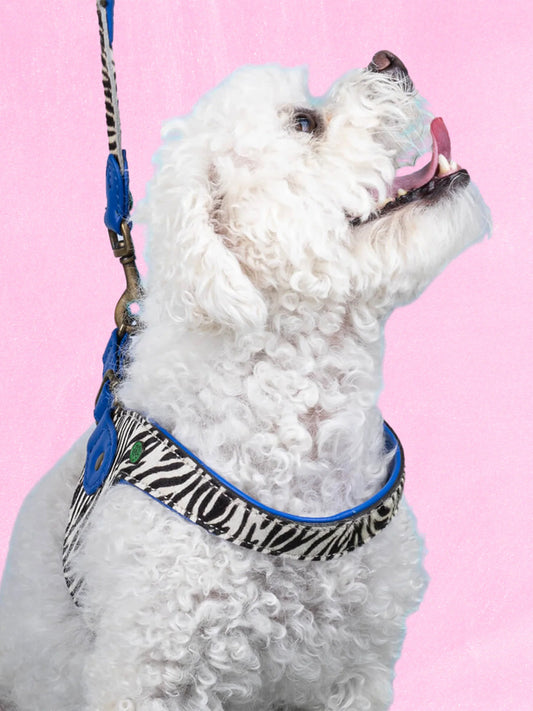 【予約】Dandy ダンディー・ドッグハーネス / DOG WITH A MISSION