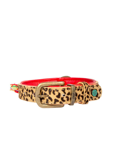 [Pre-order] Paddy Lee Dog Collar / DOG WITH A MISSION