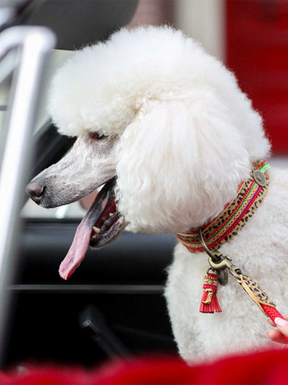 [Pre-order] Paddy Lee Dog Collar / DOG WITH A MISSION