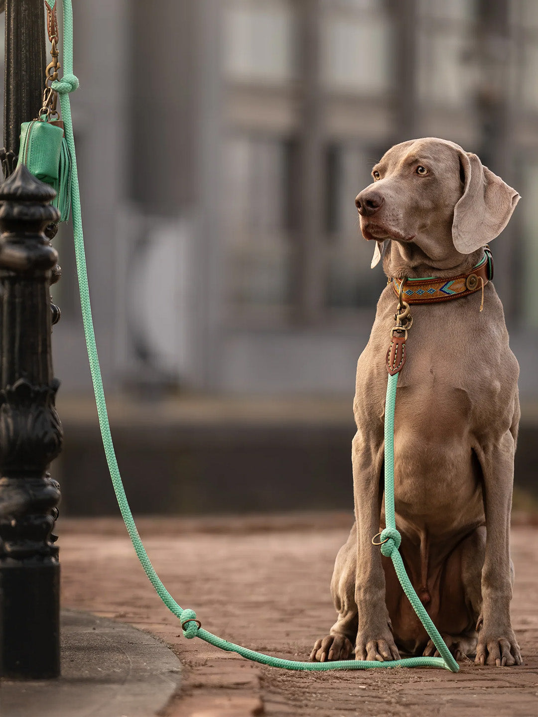 [Pre-order] Paddy Lee Dog Collar / DOG WITH A MISSION