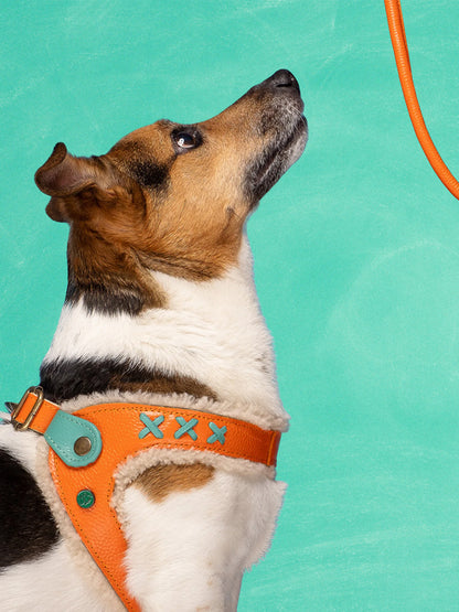 【予約】Jottum ジョット・ドッグハーネス / DOG WITH A MISSION