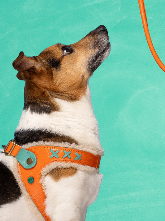 【予約】Jottum ジョット・ドッグハーネス / DOG WITH A MISSION
