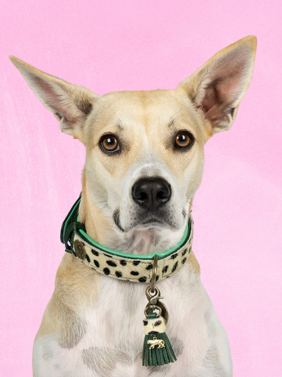 【予約】Lou Lou ルル・ドッグカラー / DOG WITH A MISSION