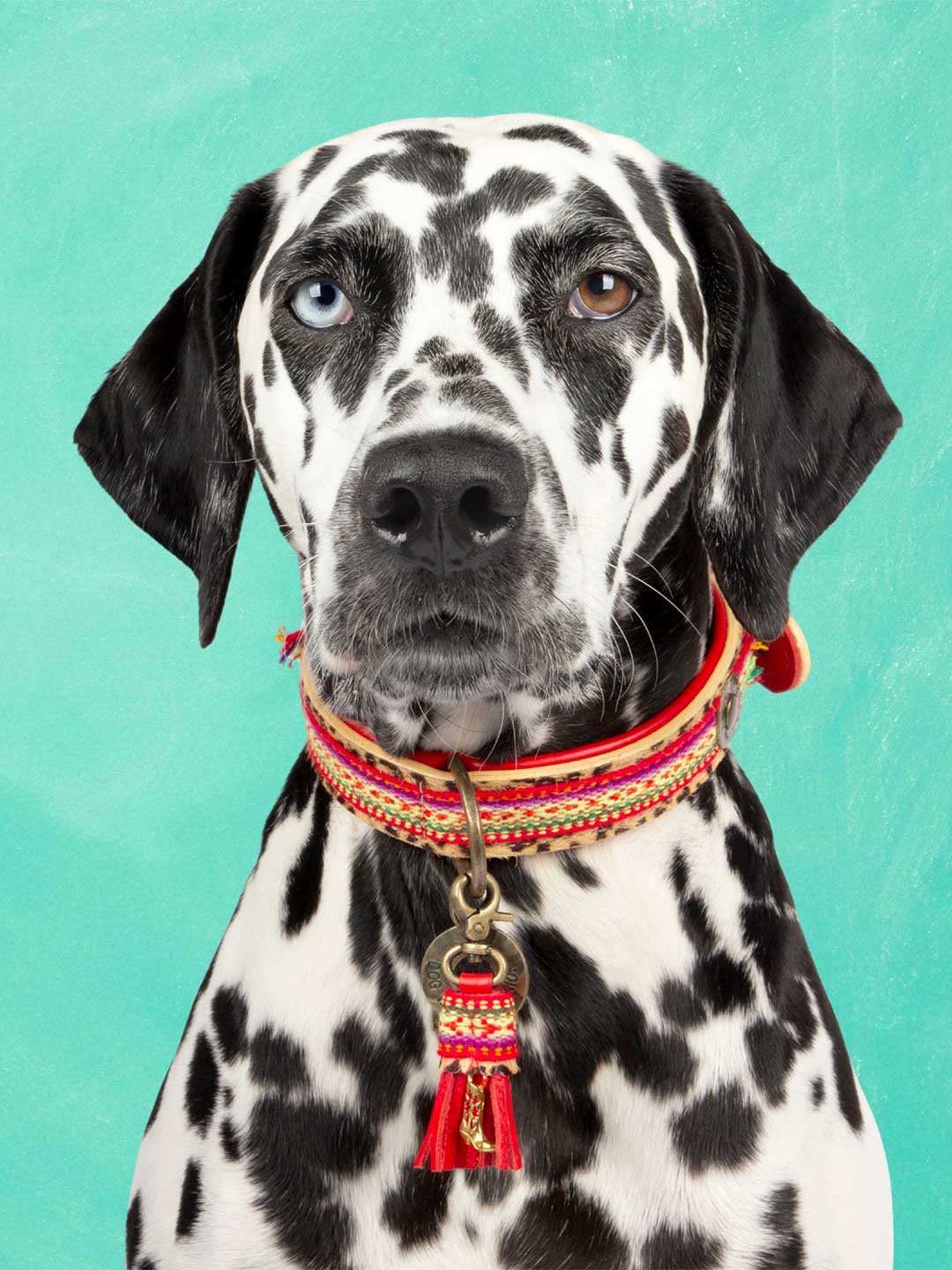 [Pre-order] Paddy Lee Dog Collar / DOG WITH A MISSION
