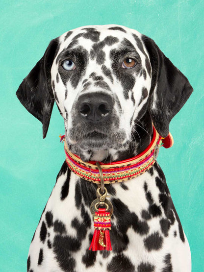 [Pre-order] Paddy Lee Dog Collar / DOG WITH A MISSION