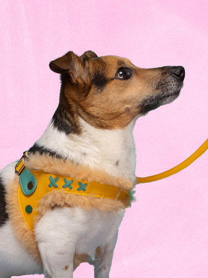 [Pre-order] Paddy Lee Dog Collar / DOG WITH A MISSION