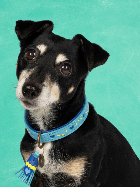 [Pre-order] Paddy Lee Dog Collar / DOG WITH A MISSION