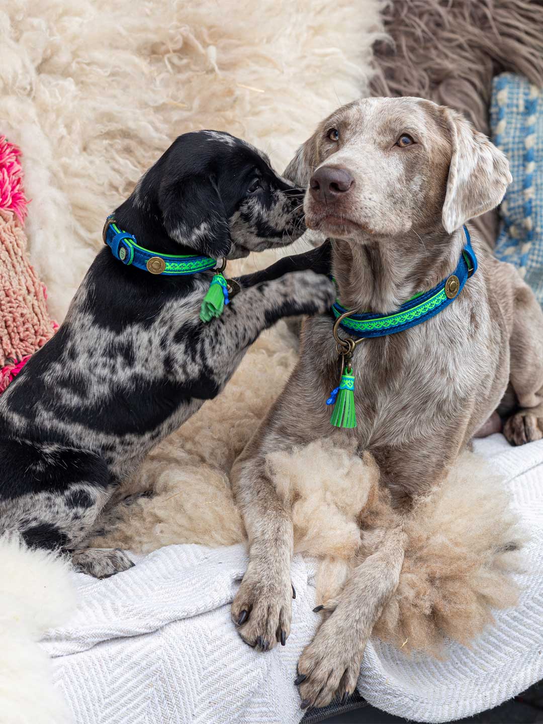 [Pre-order] Paddy Lee Dog Collar / DOG WITH A MISSION
