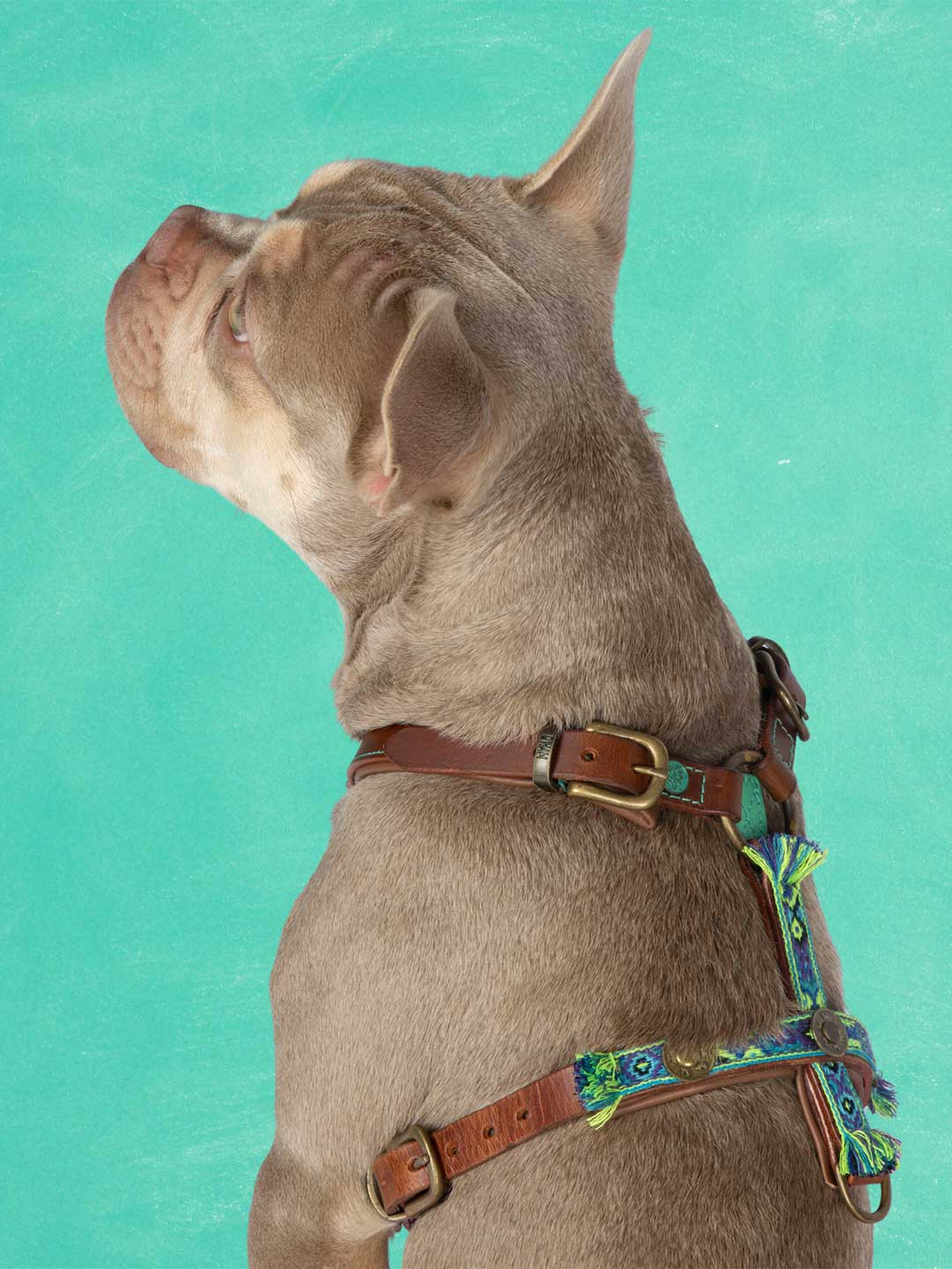 [Pre-order] Rock Dog Harness / DOG WITH A MISSION