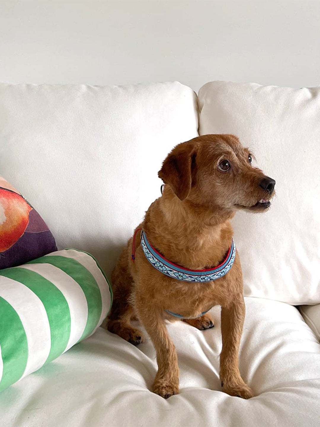 【予約】Dutchie ダッチー・ドッグハーネス / DOG WITH A MISSION