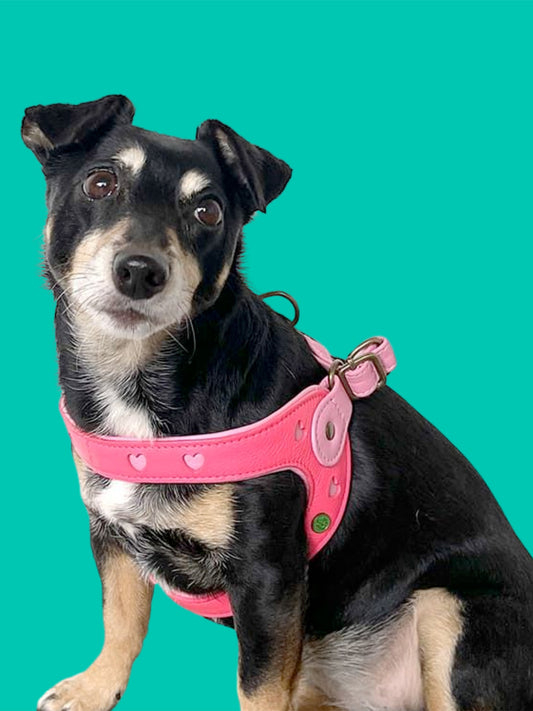 [Pre-order] Paddy Lee Dog Collar / DOG WITH A MISSION