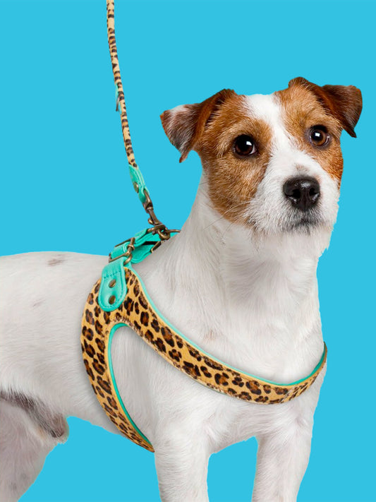 [Pre-order] Paddy Lee Dog Collar / DOG WITH A MISSION