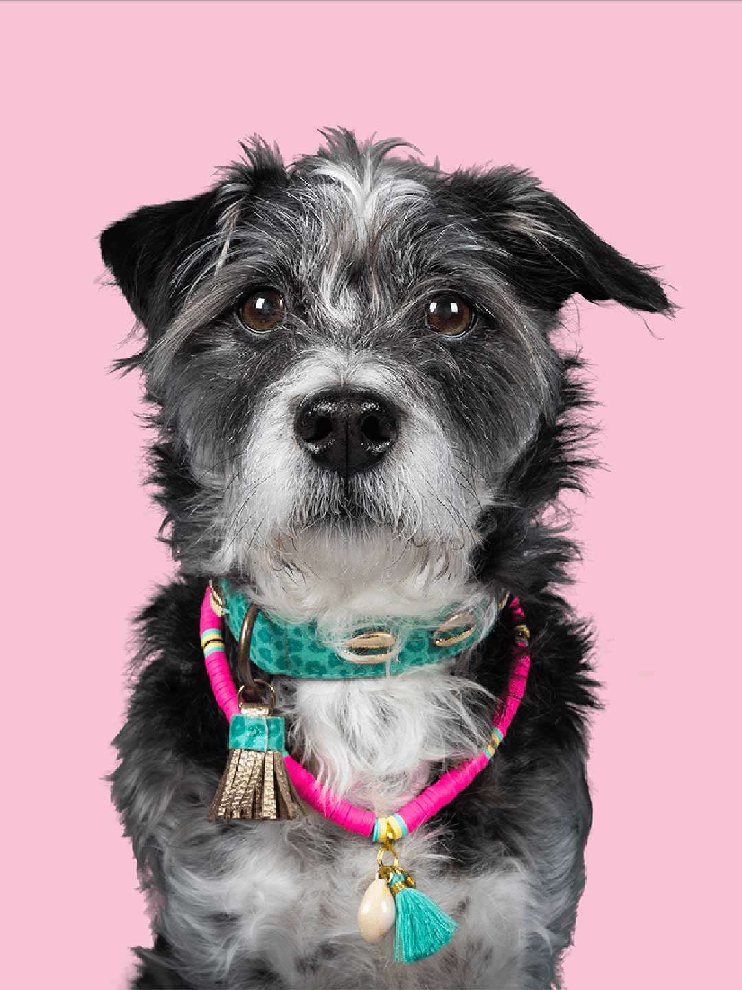 [Pre-order] Dog Necklace Bondi Beach / DOG WITH A MISSION