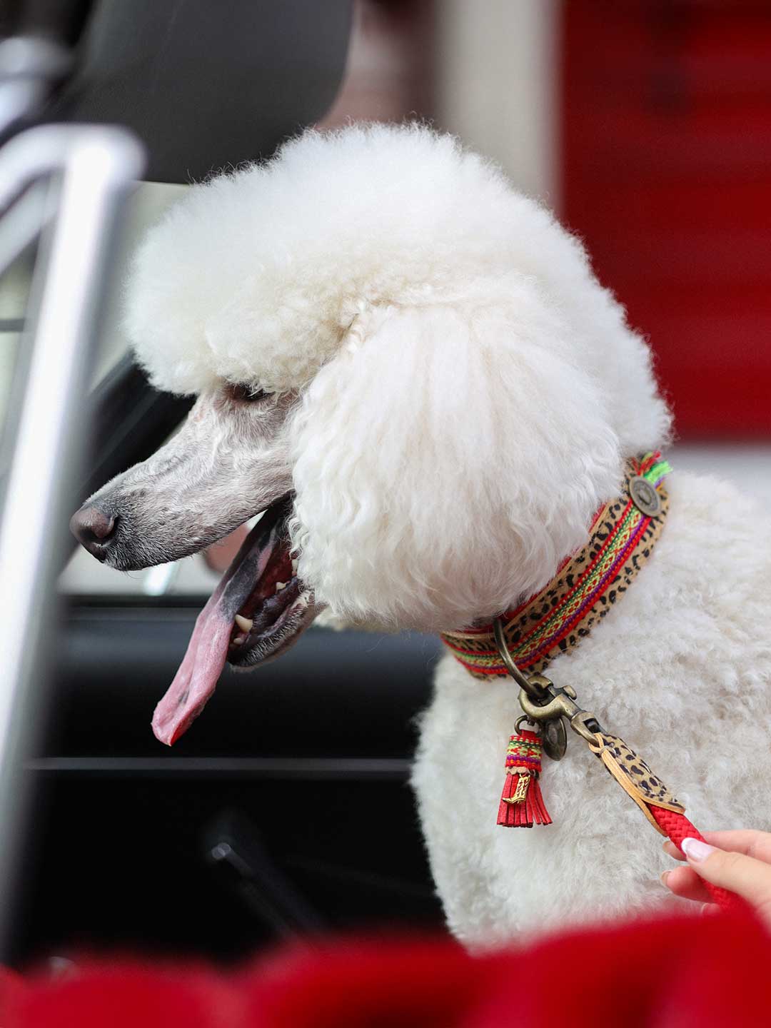 【予約】Gypsy ジプシー・ドッグカラー / DOG WITH A MISSION