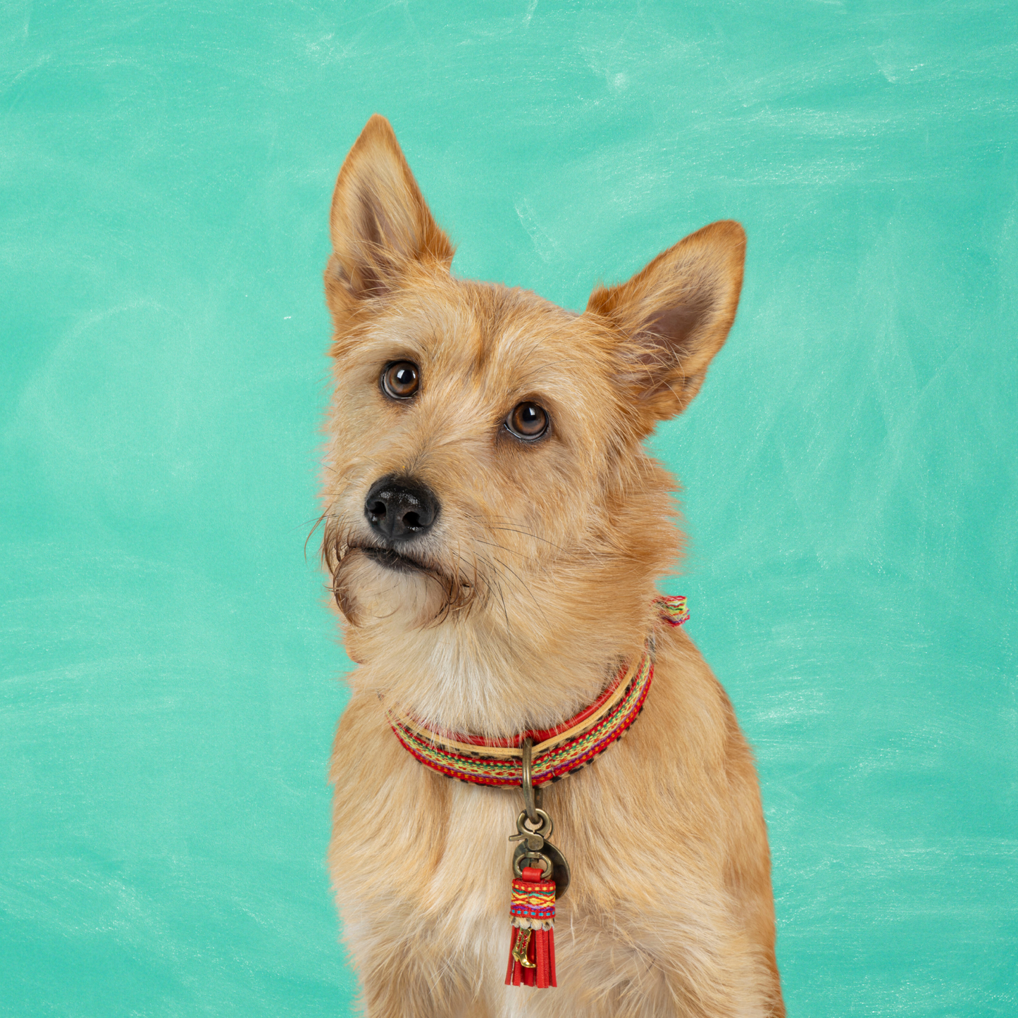 【予約】Gypsy ジプシー・ドッグカラー / DOG WITH A MISSION