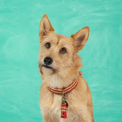 【予約】Gypsy ジプシー・ドッグカラー / DOG WITH A MISSION