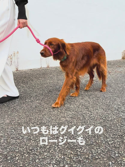 【予約】キャロットケーキ・ロングジョン・スリップリード / DOG WITH A MISSION